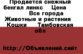 Продается снежный бенгал(линкс) › Цена ­ 25 000 - Все города Животные и растения » Кошки   . Тамбовская обл.